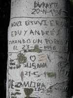 Graffitis sobre tronco de árbol