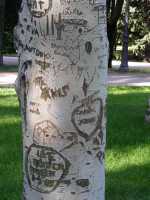 Escritura en tronco de árbol