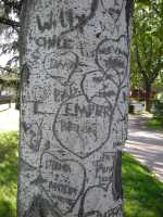 Tronco de árbol graffiteado