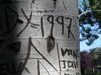 Graffiti en tronco