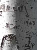 Graffitis sobre tronco de árbol