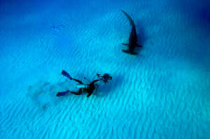 Nadando enre tiburones en las Bahamas