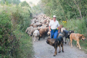 La figura del pastor es esencial para el mantenimiento del ecosistema boscoso