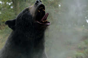 El oso negro recibiendo su racin de cocana