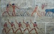 Pintura egipcia de la mastaba de Ti: labores ganaderas
