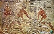 Pintura egipcia de la mastaba de Ti: labores ganaderas