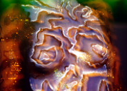 Camel Arte 2003
