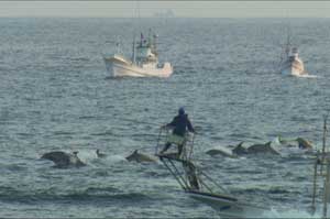 Asustando a los delfines en alta mar