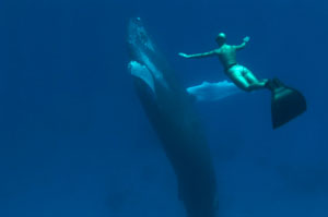 Mandy Rae y ballena jorobada