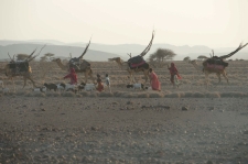 Camellos en el desierto