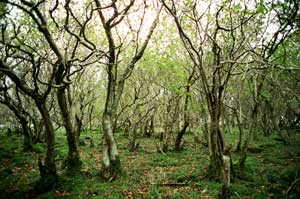 Paisaje 'Cumbres Borrascosas'