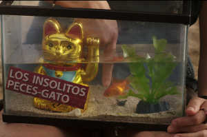 Los ins&oacute;litos peces gato