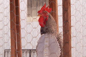 El Gallo de Barcelos se enfrenta a la justicia en 'Las mil y una noches - Volumen 1 El inquieto'