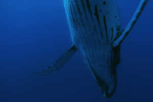 Siguiendo el canta de las ballenas desde la antiguedad