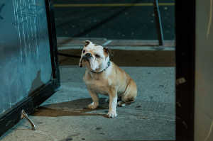 El perro de Paterson