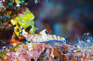 Los nudibranquios (Nudibranchia) son un orden de moluscos gaster�podos sin concha, de la infraclase de los opistobranquios, com�nmente llamados babosas de mar