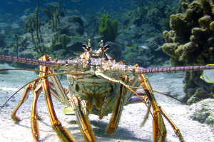 Las langostas espinosas, tambi�n conocidas como langustas, langouste o langostas de roca, son una familia (Palinuridae) de alrededor de 60 especies de crust�ceos achelate, en la Decapoda Reptantia. Las langostas espinosas est�n, especialmente en Australia, Nueva Zelanda, Irlanda, Sud�frica y las Bahamas, a veces llamadas cangrejos de r�o, cangrejos de mar