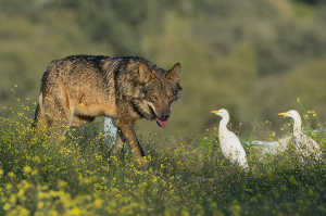 'Barbacana, la huella del lobo'