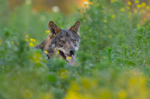 El lobo, a pesar de desarrollar un ambiente colectivo, es un animal solitario