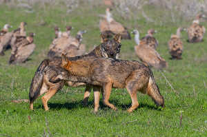 El lobo convive con otros animales que pugnan por los restos de la comida