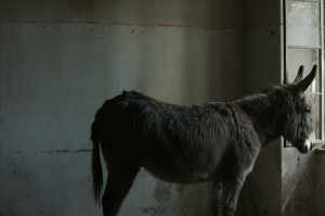 El burro contemplativo de 'Estaba en casa, pero...'