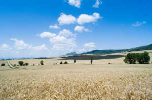 El abandono y la soledad de los campos castellanos