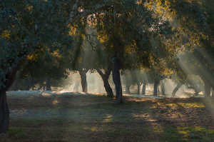 El bosque de la dehesa es un paraje tranquilo