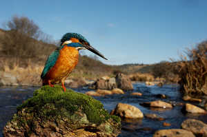 Mart�n pescador