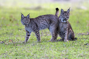 El lince ib�rico en un entorno natural