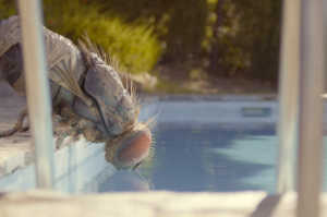 La mosca protagonista de 'Mand�bulas' se escapa a tomar el fresco