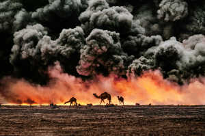Camellos en campos de petr�leo en llamas. Al Ahmadi, Kuwait, 1991