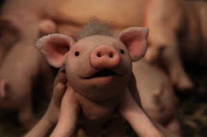 Oink, un cerdo expresivo que aspira a ser él mismo