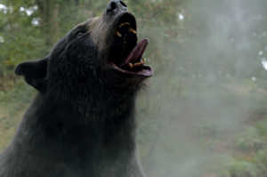 El oso negro recibiendo su ración de cocaína El oso negro recibiendo su ración de cocaína