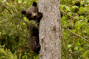 Cachorro de oso pardo